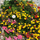 Illustration for article titled Pictures of Flowers (for Mothers Day)